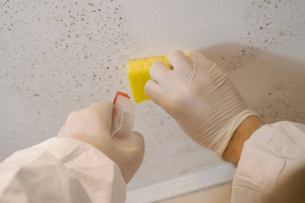 Best HVAC Mold Inspection and Cleaning  in Redway, CA