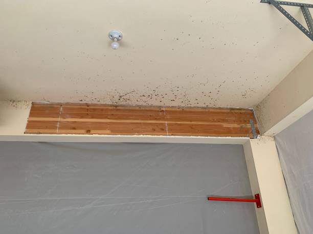 Best Flood Damage  in Redway, CA