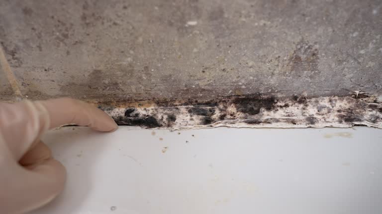 Best Industrial Mold Remediation  in Redway, CA